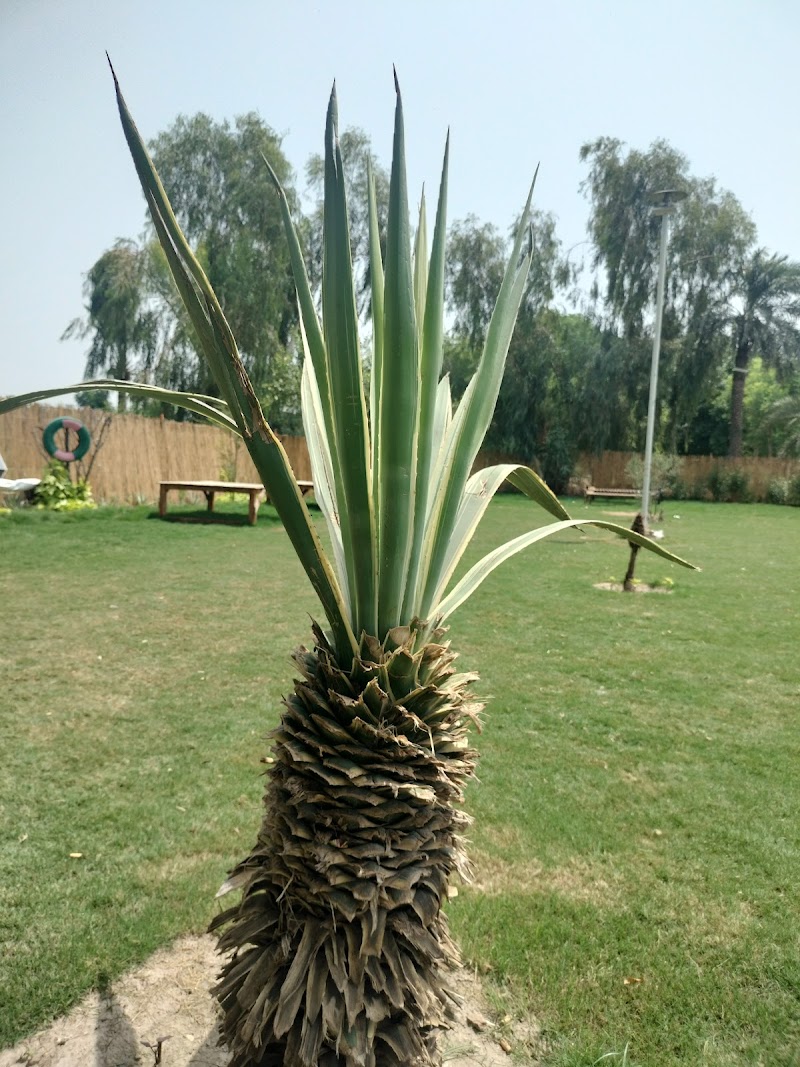 TEA VALLEY ☕ in Khanewal, Punjab