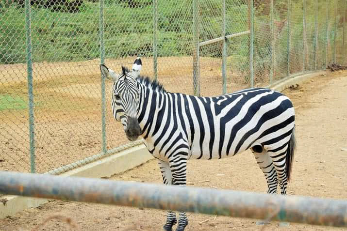 Safari Park in Karachi, Sindh