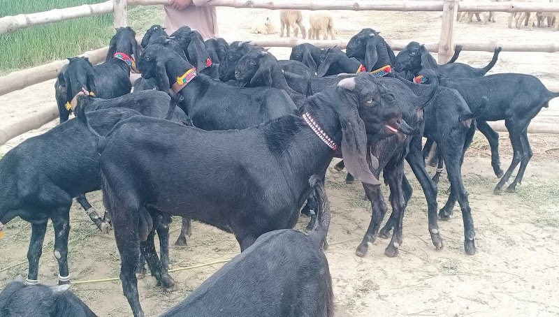 Sajawal Goat Farm in Dera Ghazi Khan, Punjab