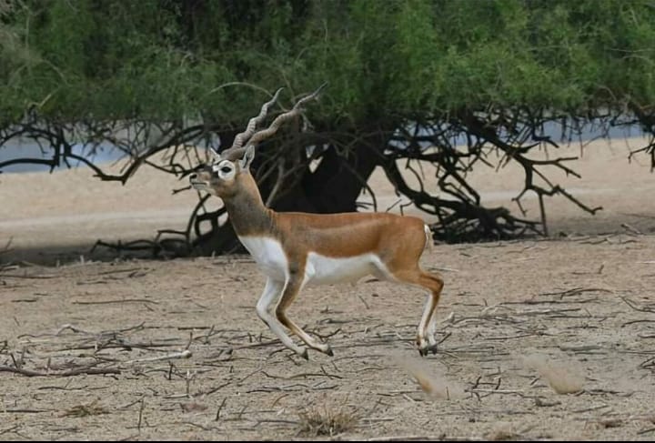 Shahzad Rent a Car - Bahawalpur in Bahawalpur, Punjab