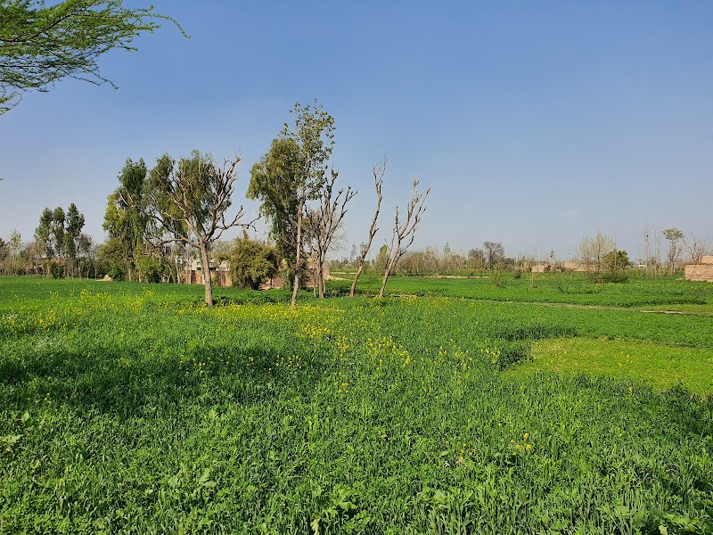 Madina Sugar Mills Ltd in Chiniot, Punjab