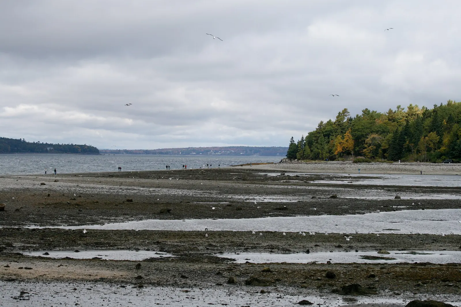 People walking across the exposed gravel bar from Bar Harbor to Bar Island at low tide, Acadia National Park, Maine