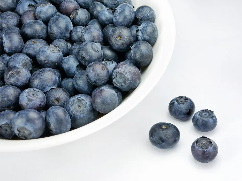 Blueberries in Acadia National Park, Maine