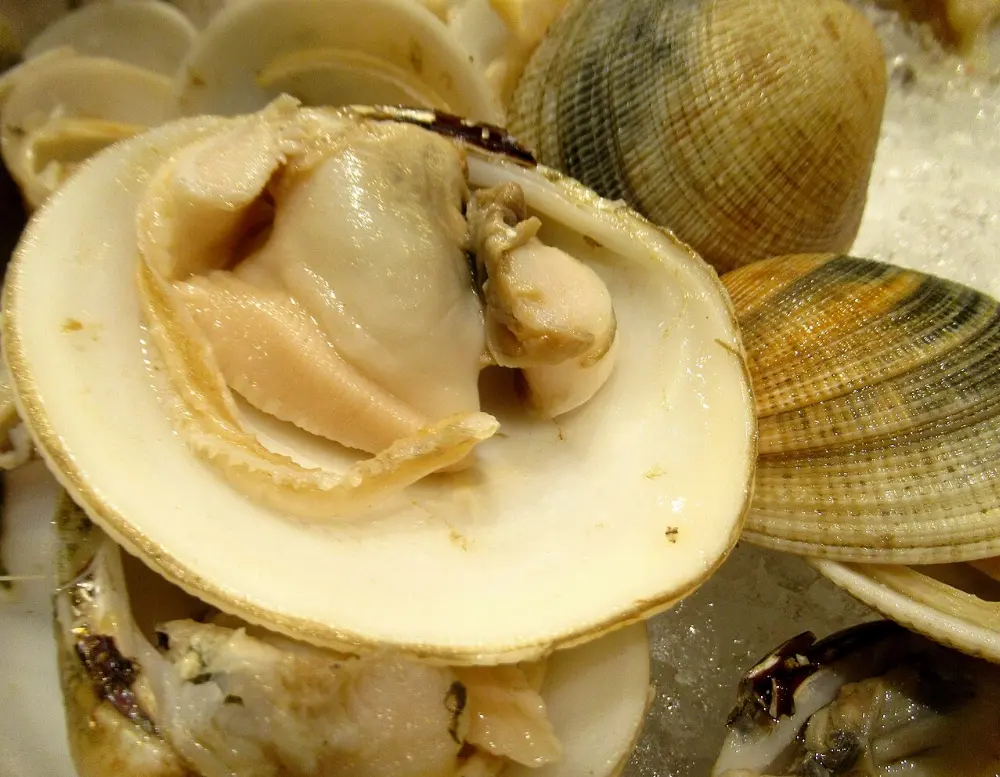 Steamed clams in Acadia National Park, Maine