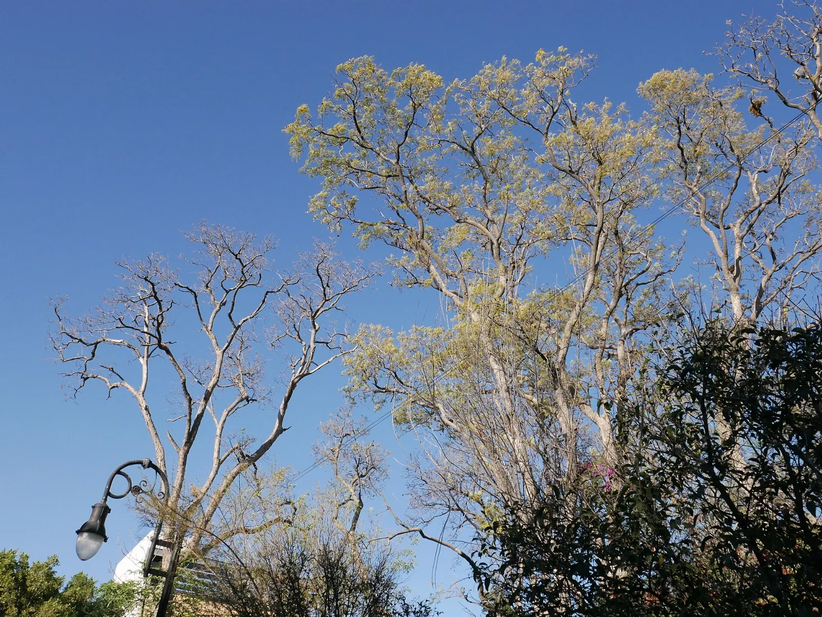 Tree-lined paths of the Jardín de San Marcos next to the Templo de San Marcos, Aguascalientes