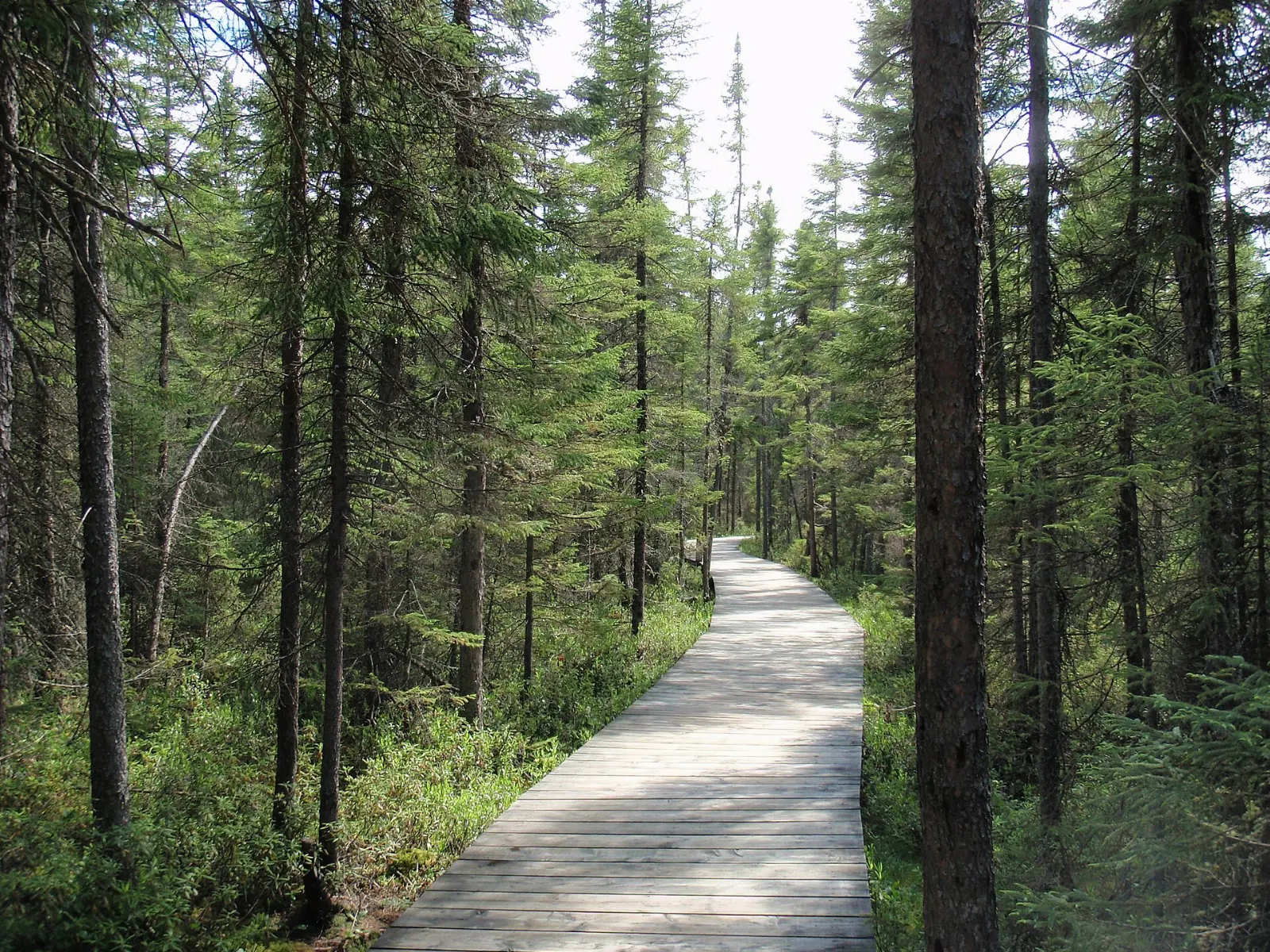 A wooden boardwalk crossing a spruce bog in Algonquin Park, Algonquin Provincial Park, Ontario