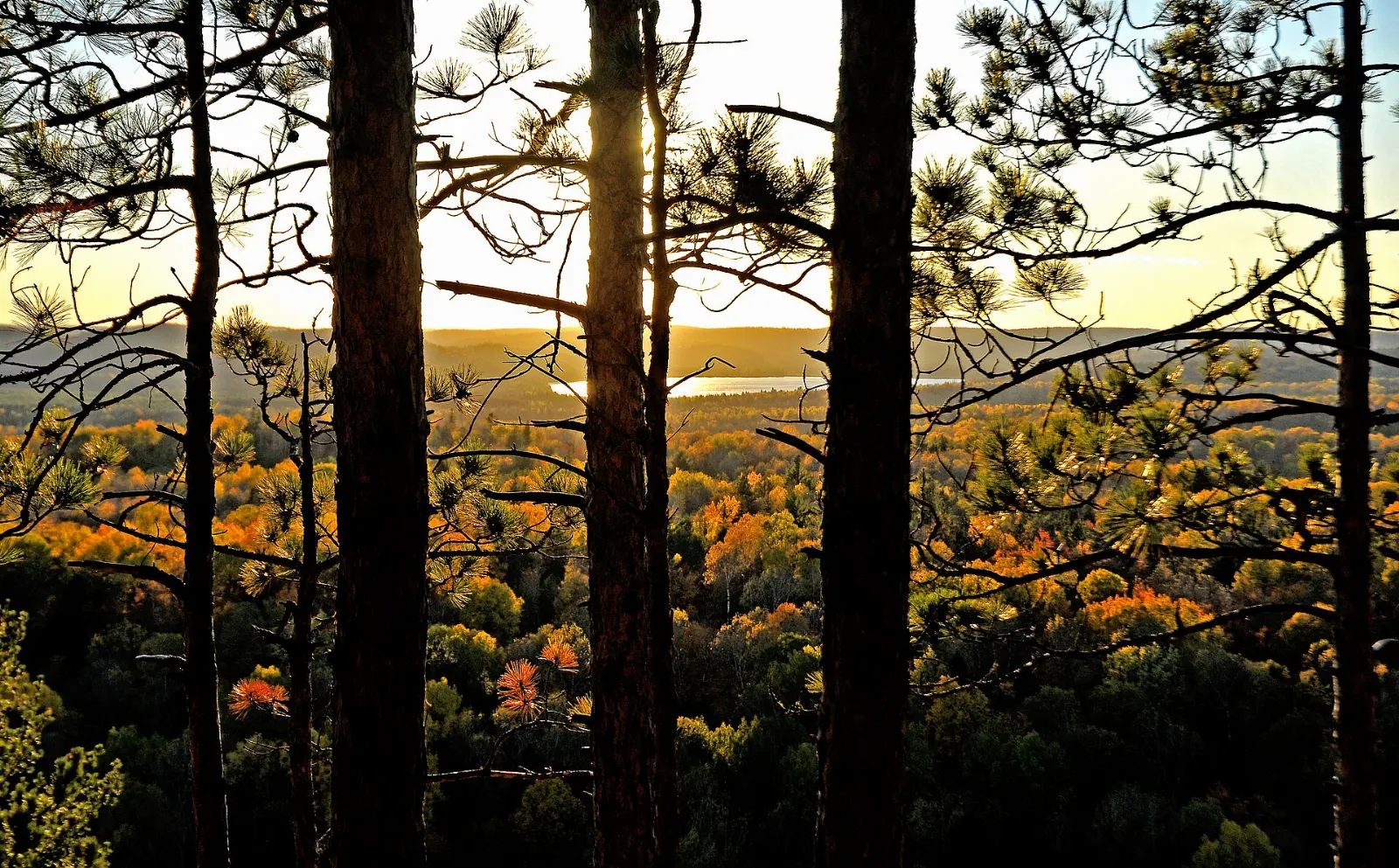 Tall white pines on the Big Pines Trail in Algonquin Park, Algonquin Provincial Park, Ontario