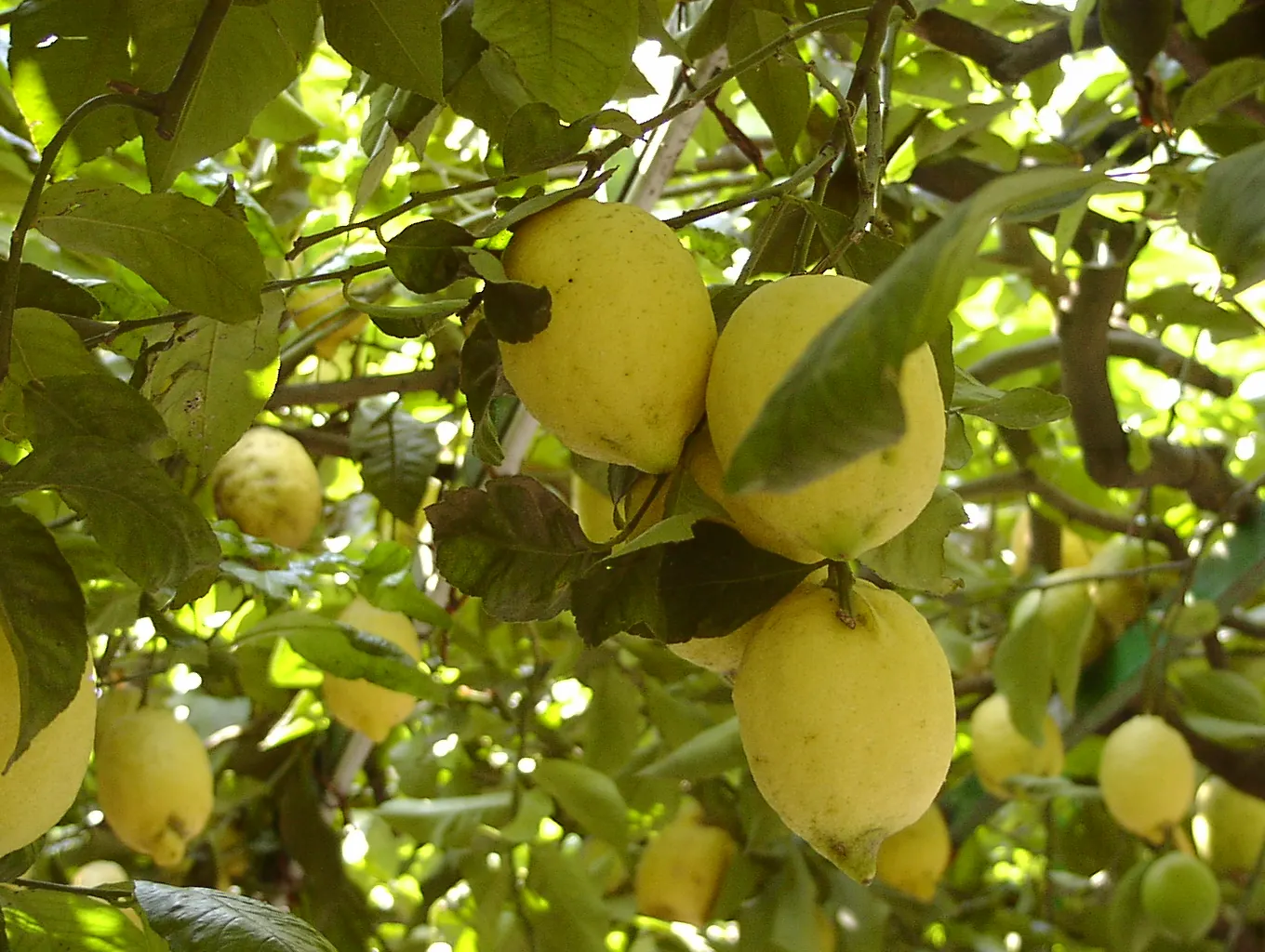Large Amalfi lemons hanging in a terraced lemon grove, Amalfi Coast, Italy