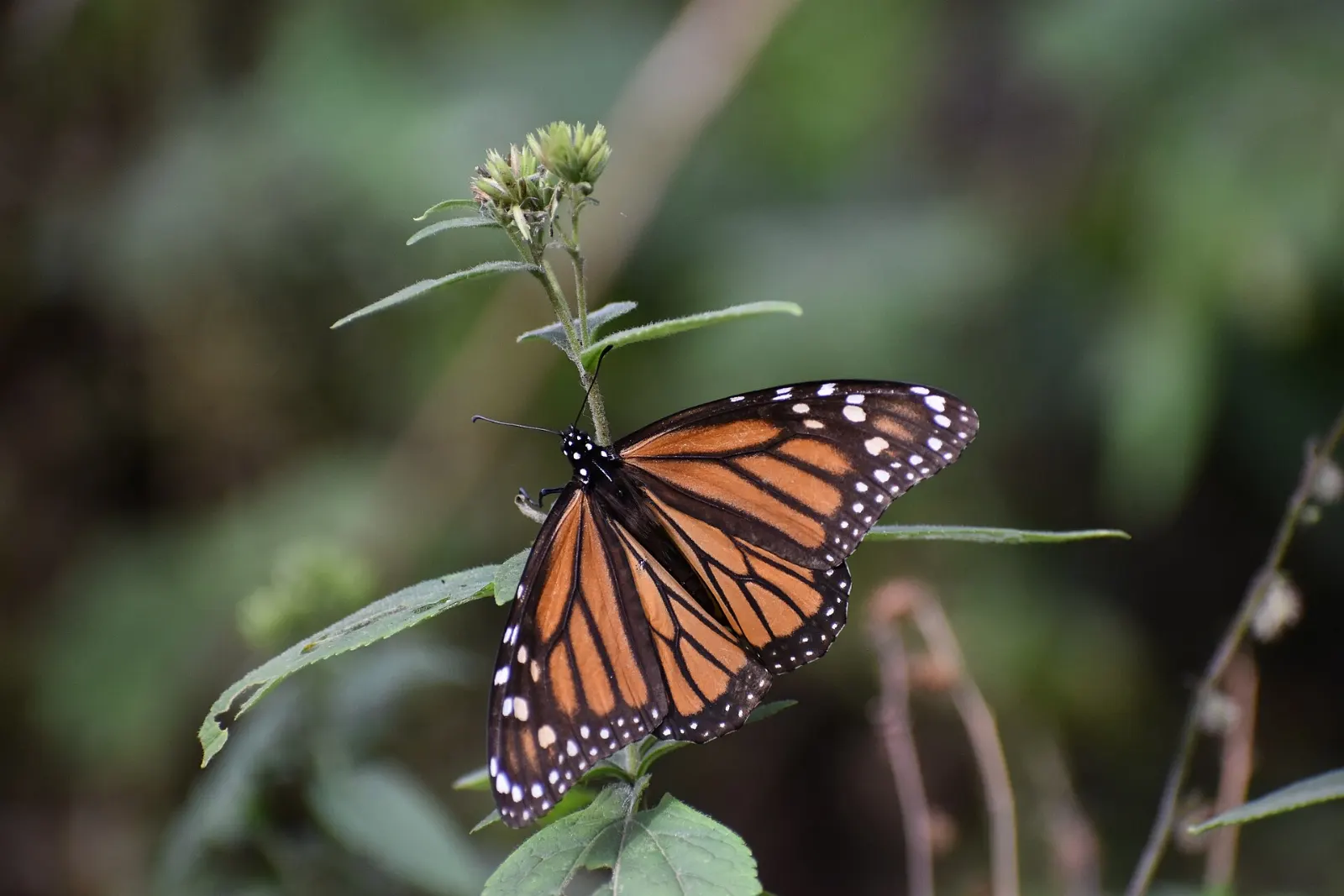 Monarch butterflies clustered on oyamel fir branches at El Rosario sanctuary, Angangueo, Michoacán