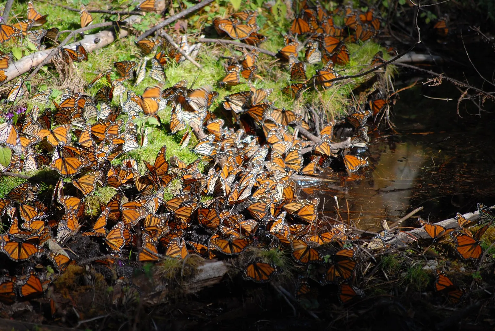 Forest trail at the Sierra Chincua butterfly sanctuary, Angangueo, Michoacán