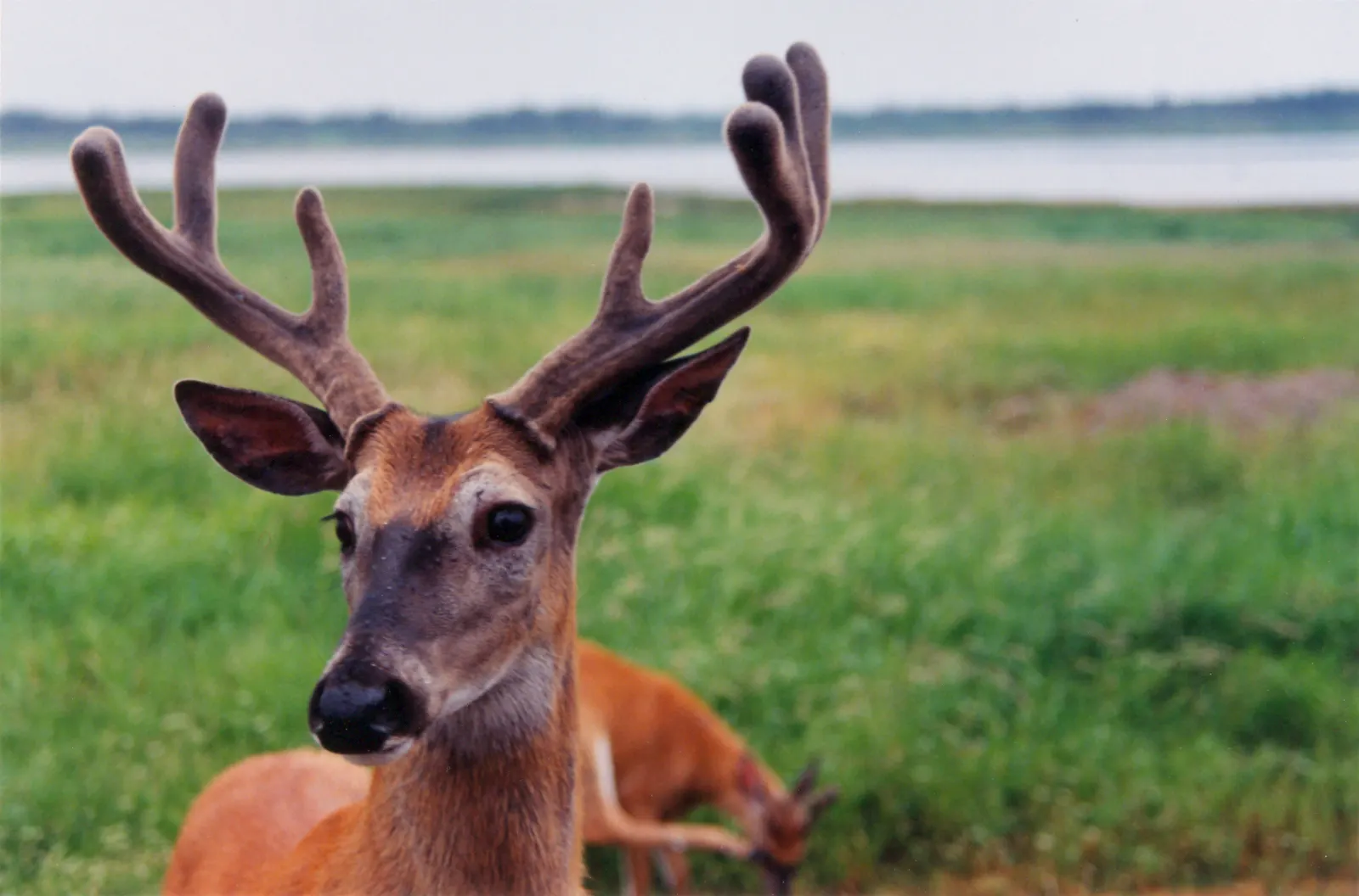 White-tailed deer standing at the edge of a forest on Anticosti Island, Quebec