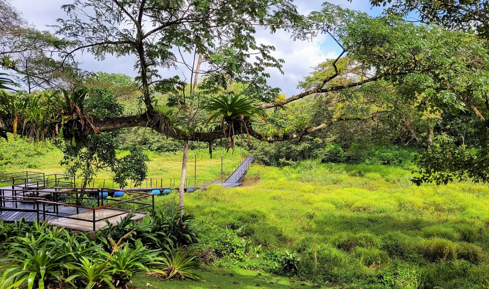 Wetland channels lined with trees and wading birds in Caño Negro, Arenal, Costa Rica