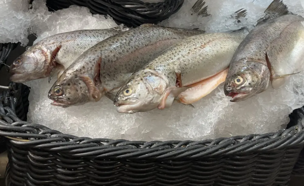 Trout in Asheville, North Carolina