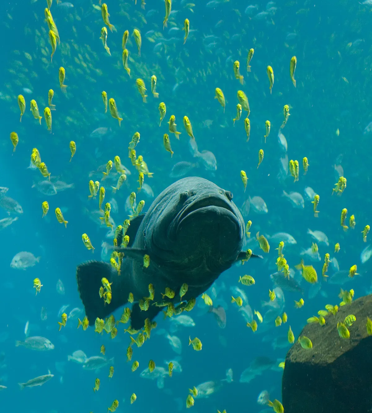 A whale shark swimming past viewers in the Ocean Voyager gallery at the Georgia Aquarium, Atlanta, Georgia