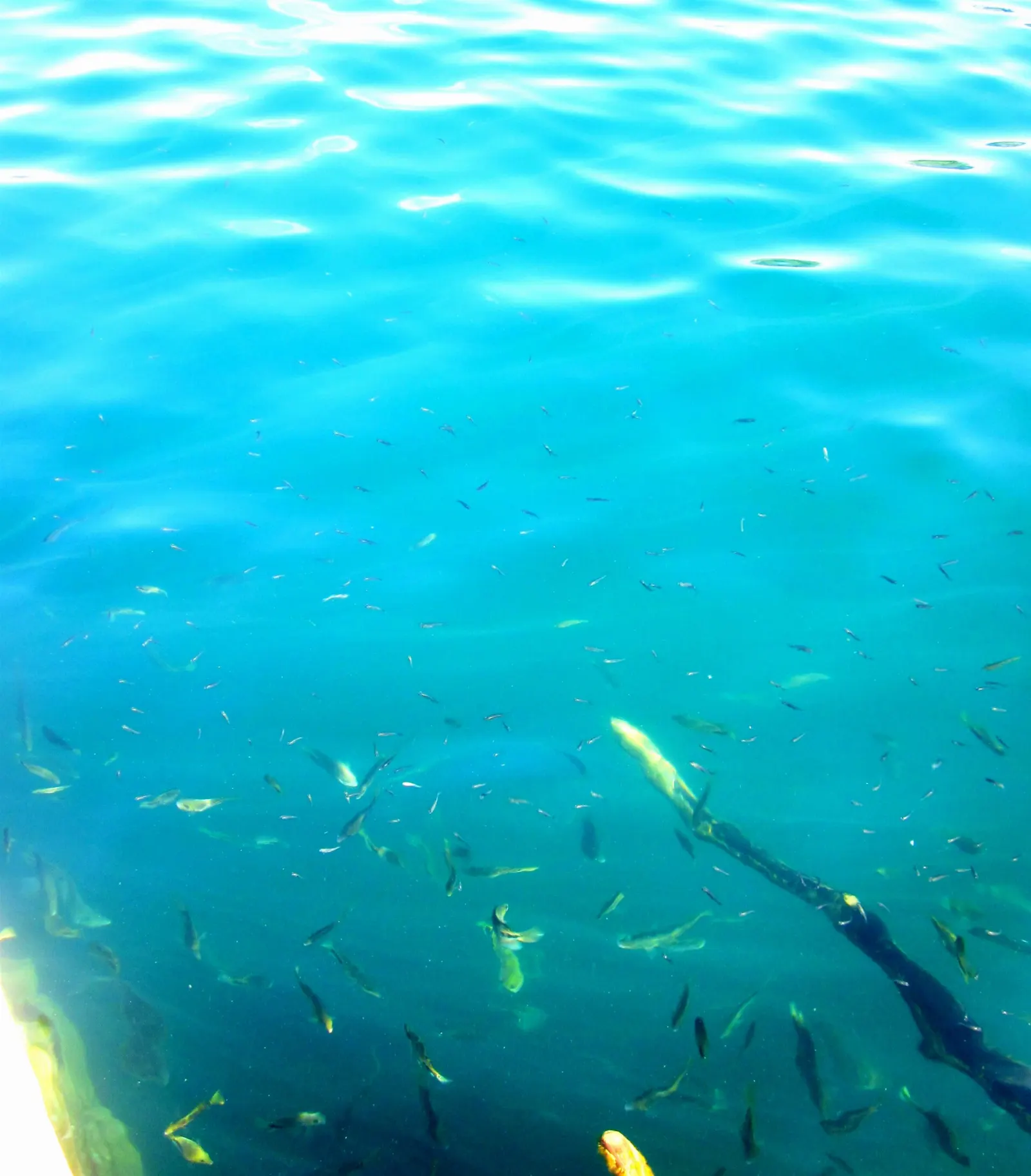 The deep blue Cenote Azul near Bacalar, Quintana Roo