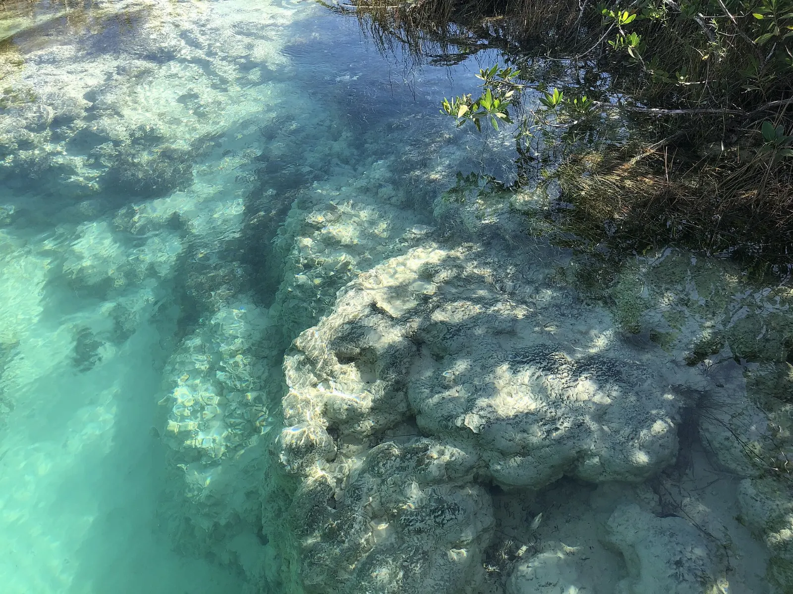 Stromatolite formations in the clear water of Bacalar lagoon, Quintana Roo