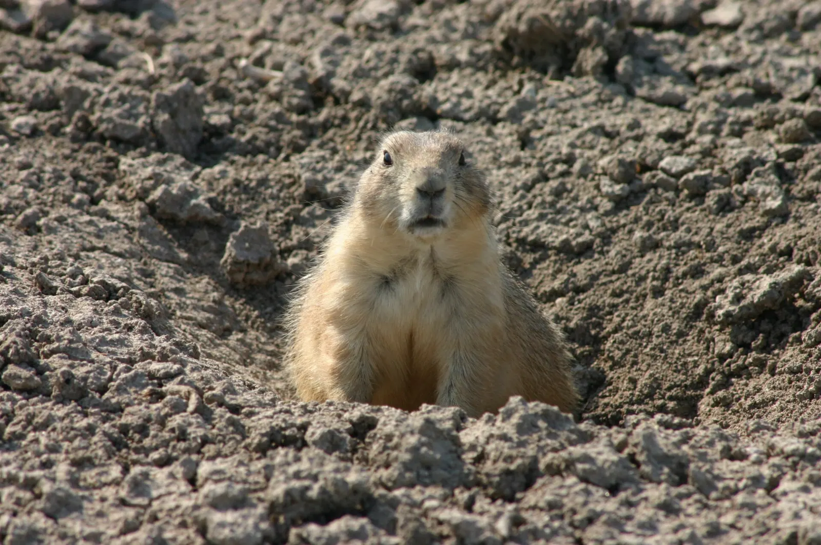 Black-tailed prairie dogs standing by their burrows on the prairie, Badlands National Park, South Dakota