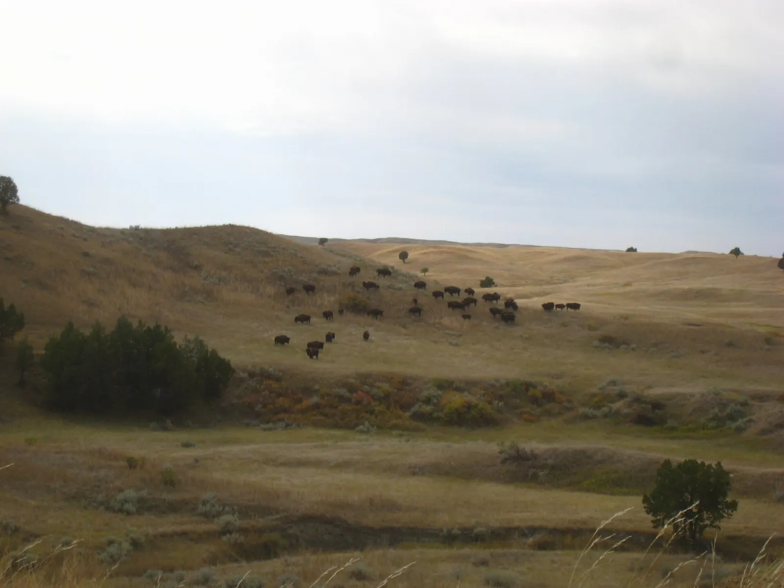 Bison grazing on mixed-grass prairie in the Sage Creek area, Badlands National Park, South Dakota