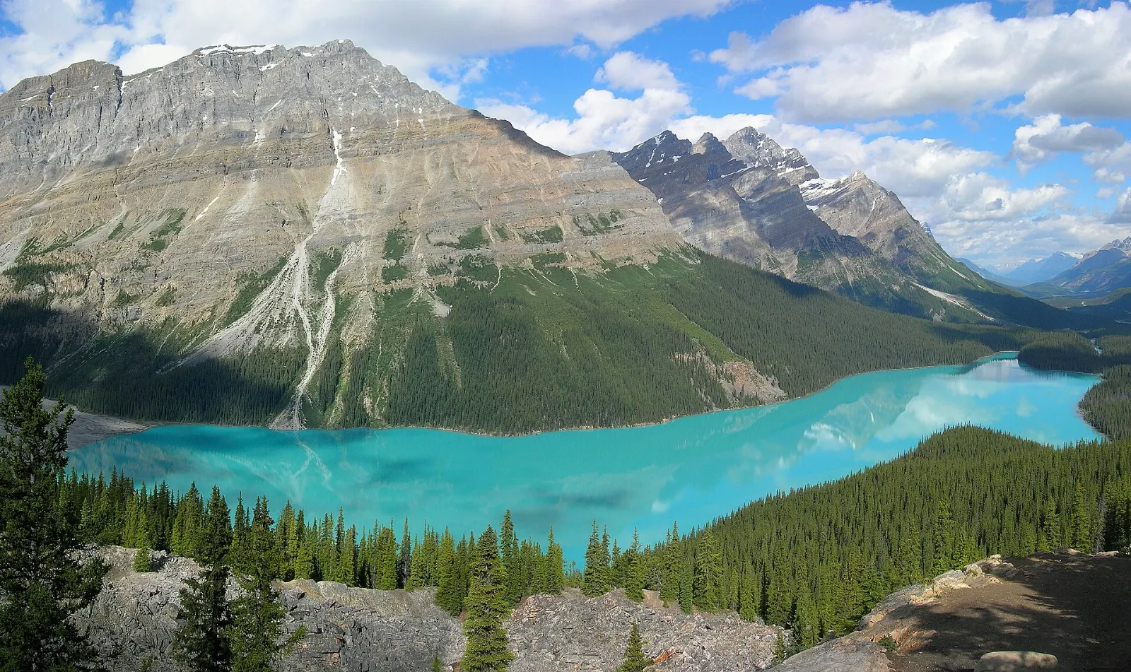 Bright blue Peyto Lake seen from above, shaped like an animal head, among forested valleys, Banff National Park, Canada