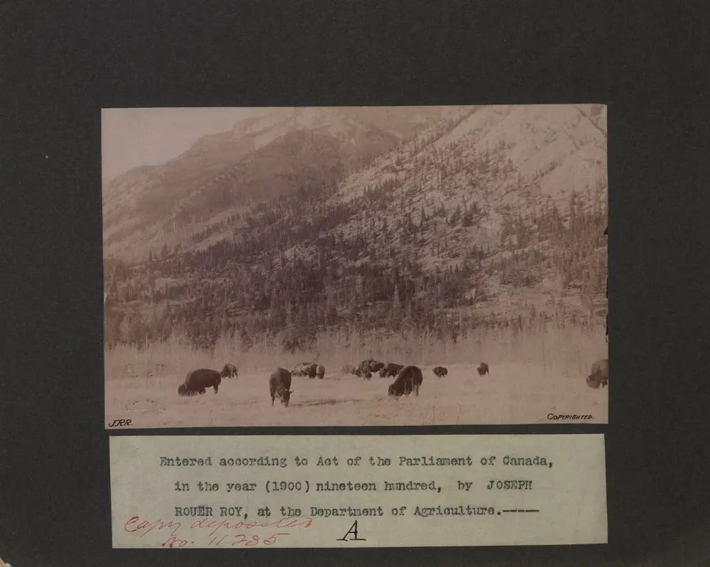 Bison in Banff National Park, Canada