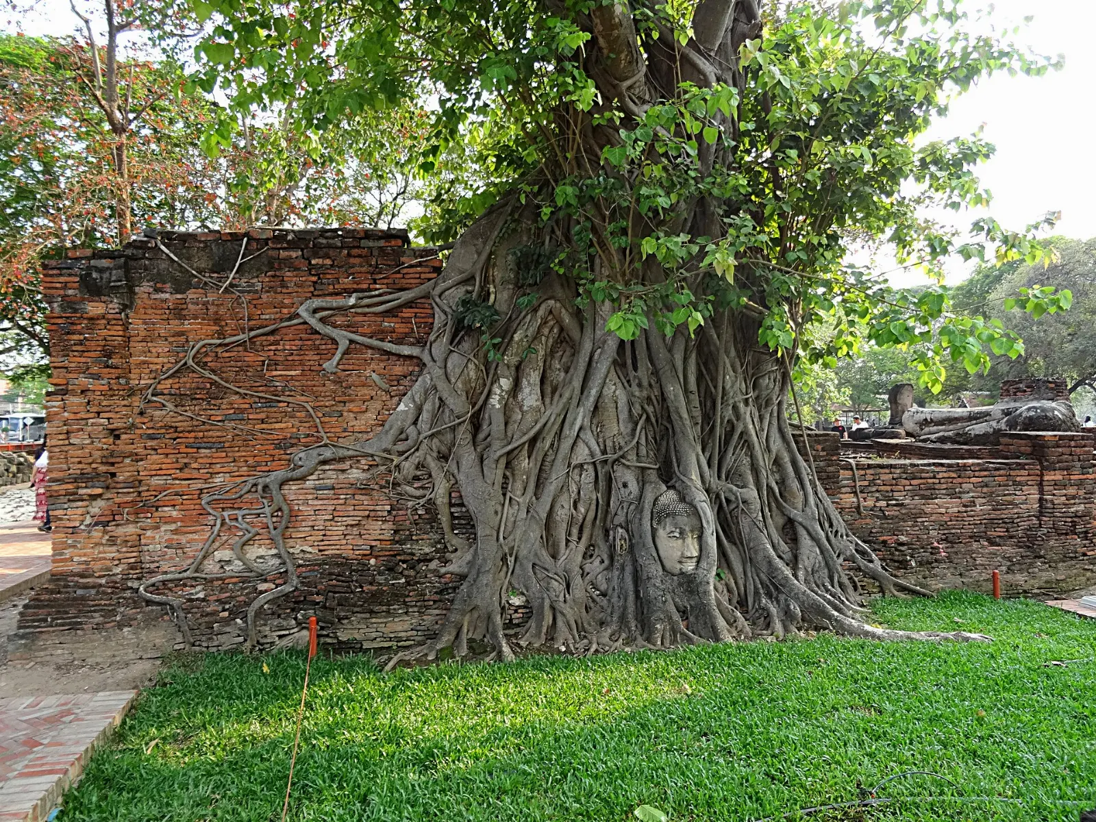 A stone Buddha head enclosed by the roots of a tree at Wat Mahathat in Ayutthaya, Bangkok, Thailand