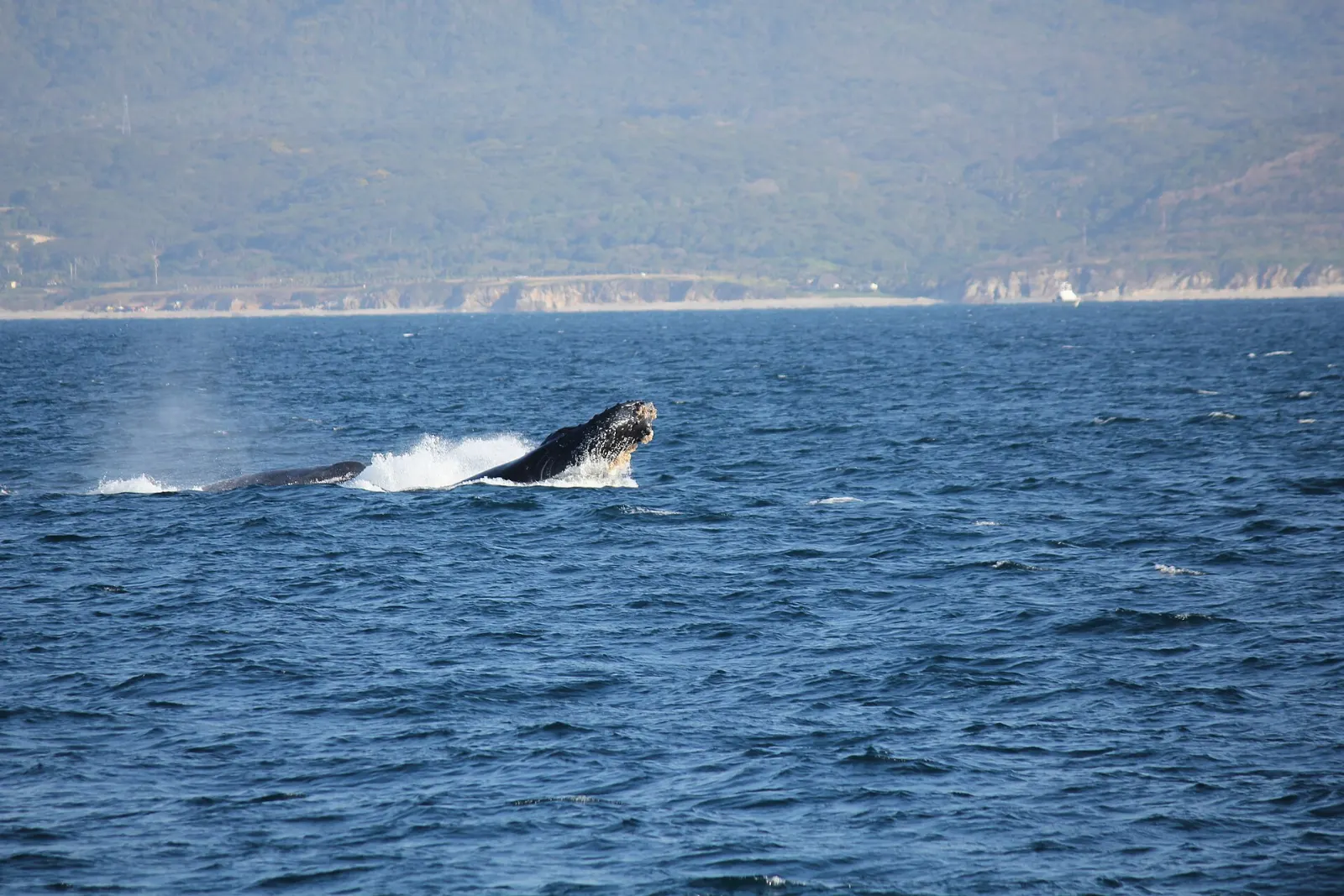 Humpback whale surfacing in the Pacific Ocean, Barra de Potosí, Guerrero