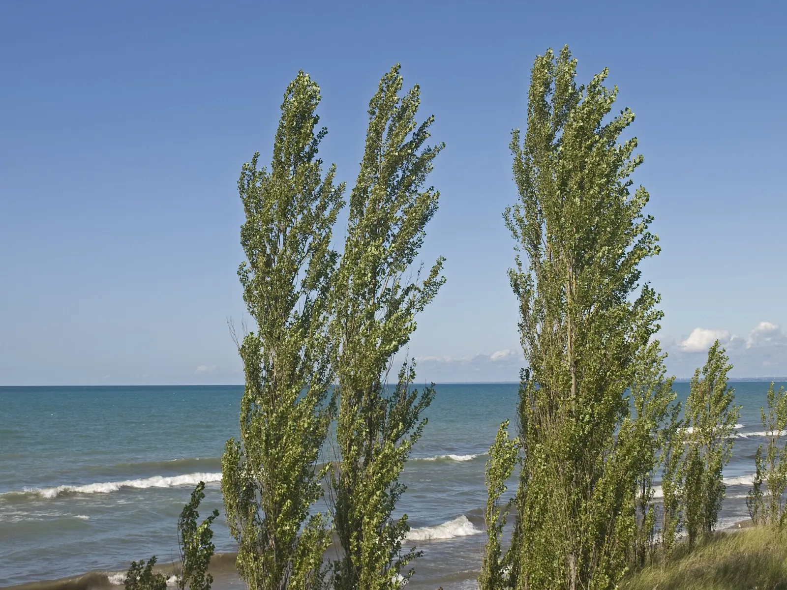 Sand dunes and oak savannah at Pinery Provincial Park on Lake Huron, Bayfield, Ontario