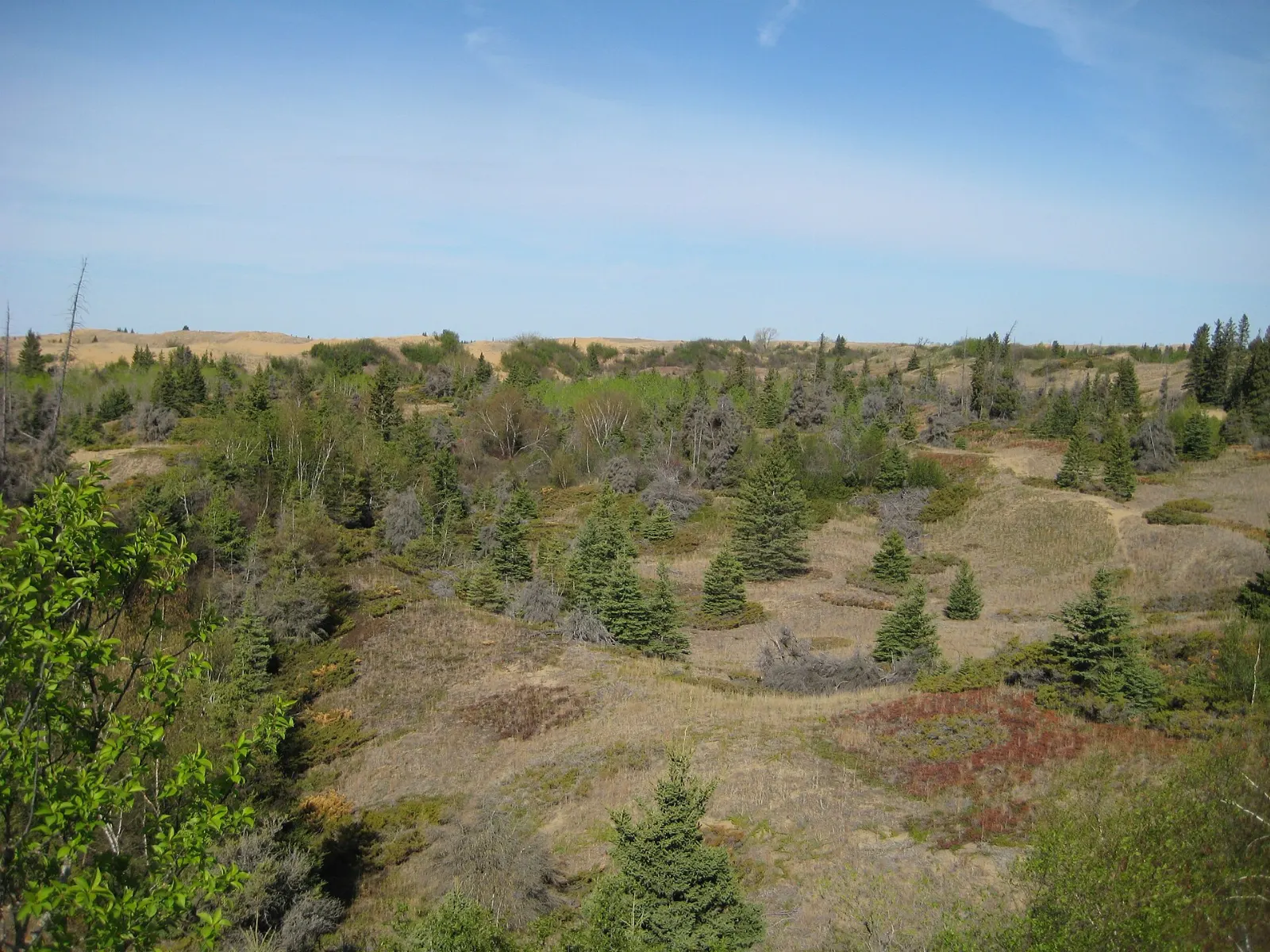 Open sand dunes of Spirit Sands in Spruce Woods Provincial Park, Brandon, Manitoba