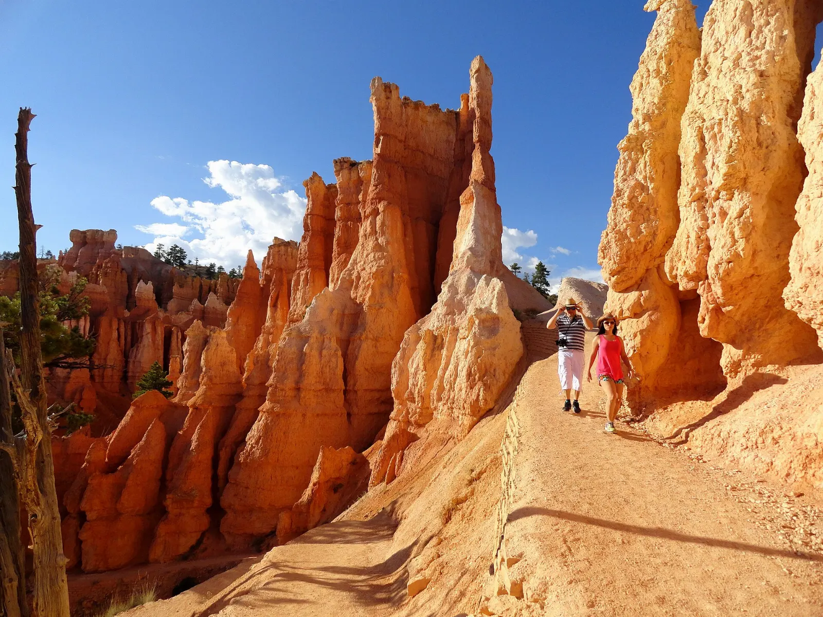 Hikers on a trail winding between pale hoodoos in Queens Garden, Bryce Canyon National Park, Utah