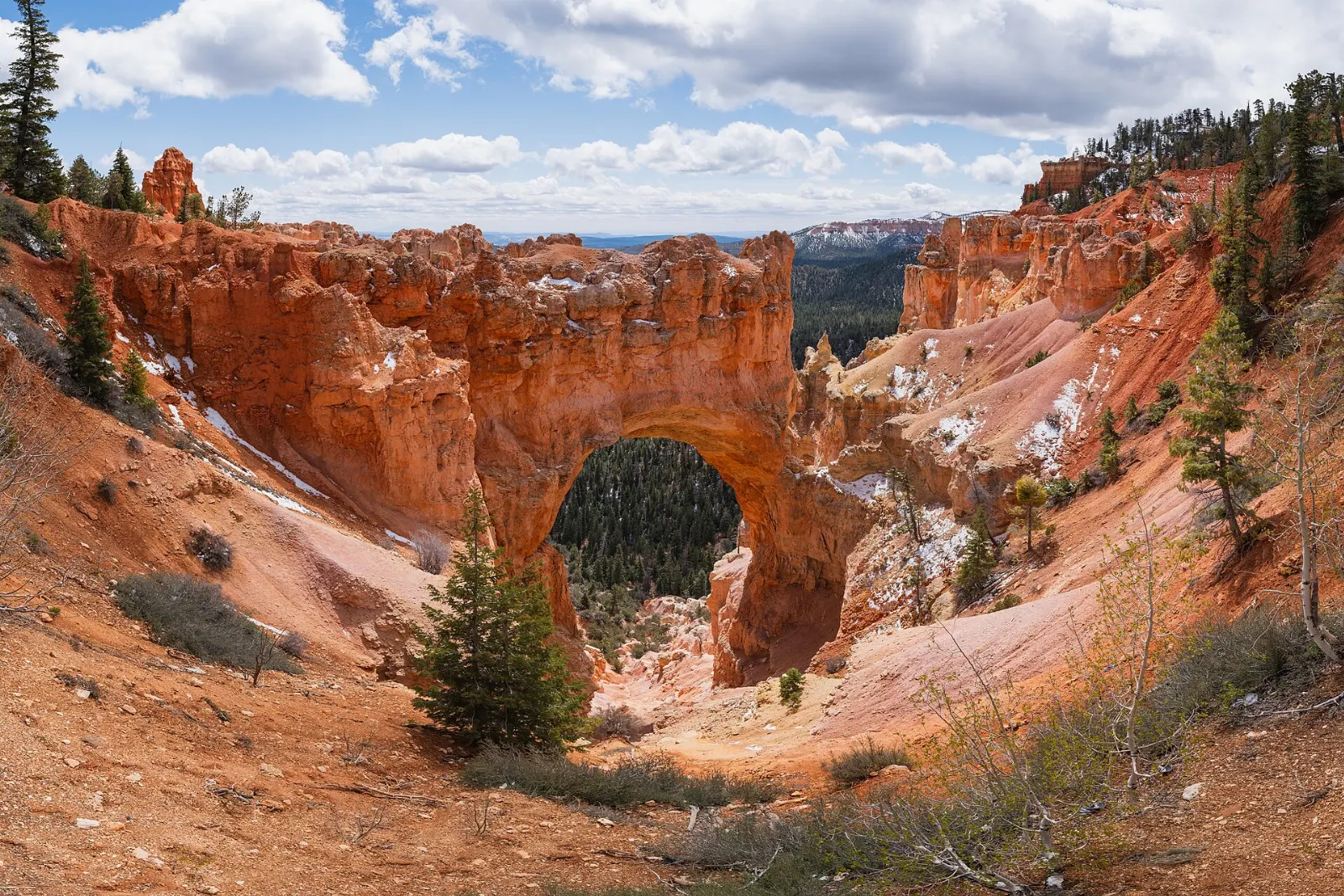 Red rock arch spanning a gap above pine forest at Natural Bridge viewpoint, Bryce Canyon National Park, Utah