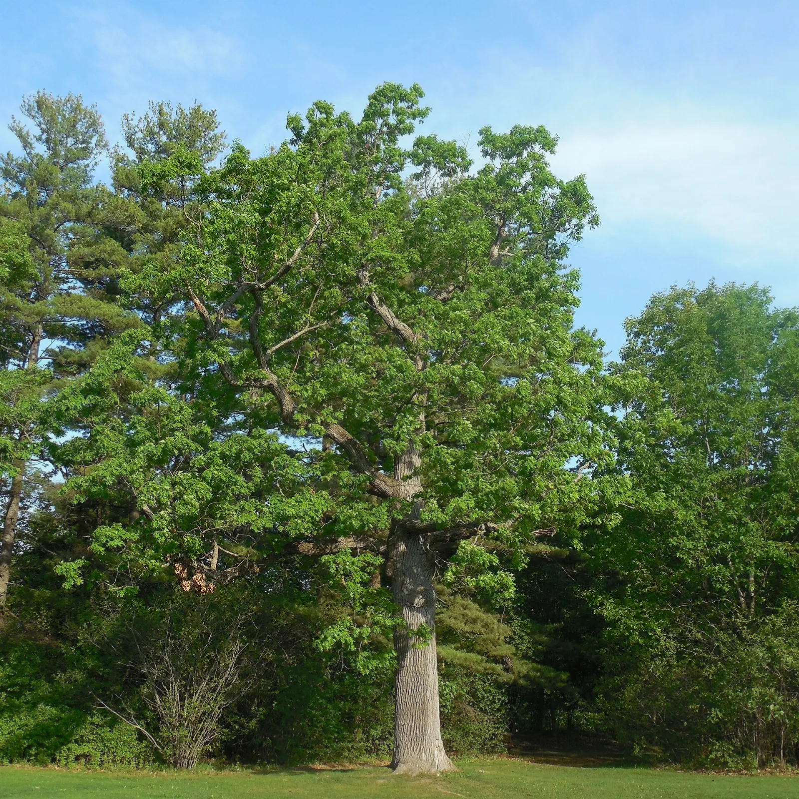 Rocky lakeshore and trees at Oakledge Park on Lake Champlain, Burlington, Vermont
