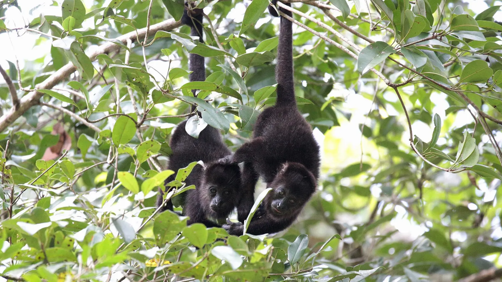 A howler monkey in the trees of the Calakmul jungle, Campeche