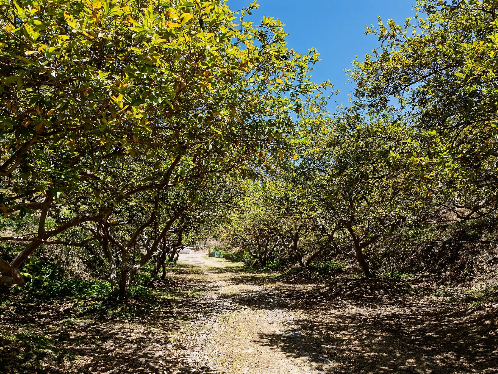 Fresh guavas, the fruit that made Calvillo famous, Aguascalientes