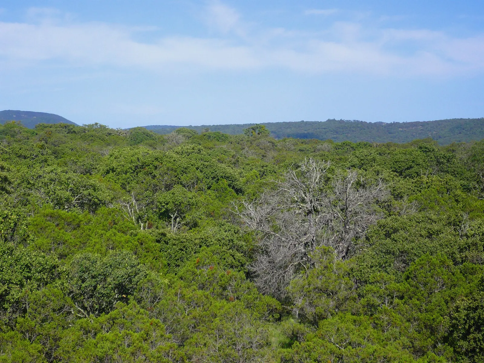 Pine and oak covered mountains of the Sierra Fría, Calvillo, Aguascalientes