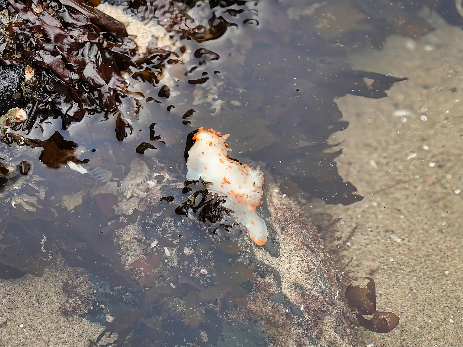 Orange and purple sea stars and green anemones in tide pools at the base of Haystack Rock, Cannon Beach, Oregon