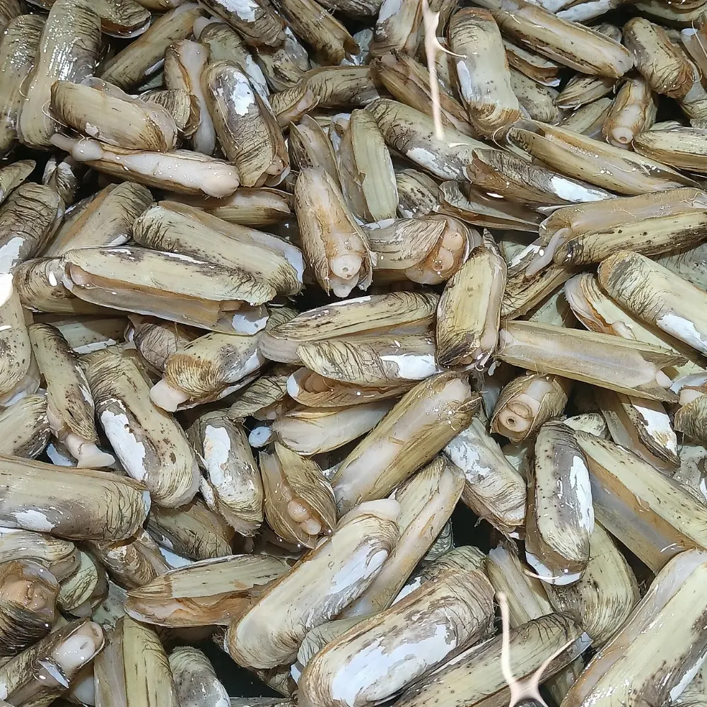 Razor clams in Cannon Beach, Oregon