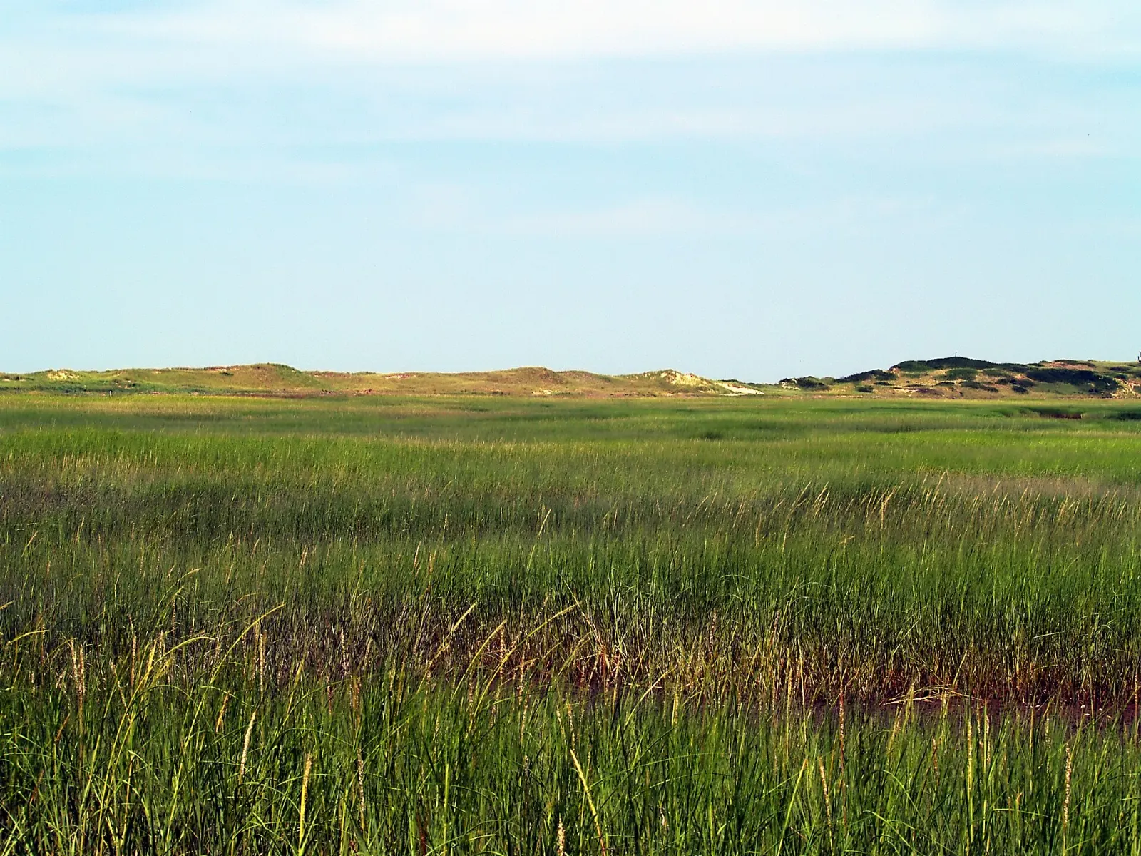 A sandy trail through dunes and pitch pine on Great Island beside Wellfleet Harbor, Cape Cod, Massachusetts