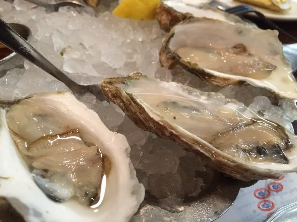 Wellfleet oysters in Cape Cod, Massachusetts