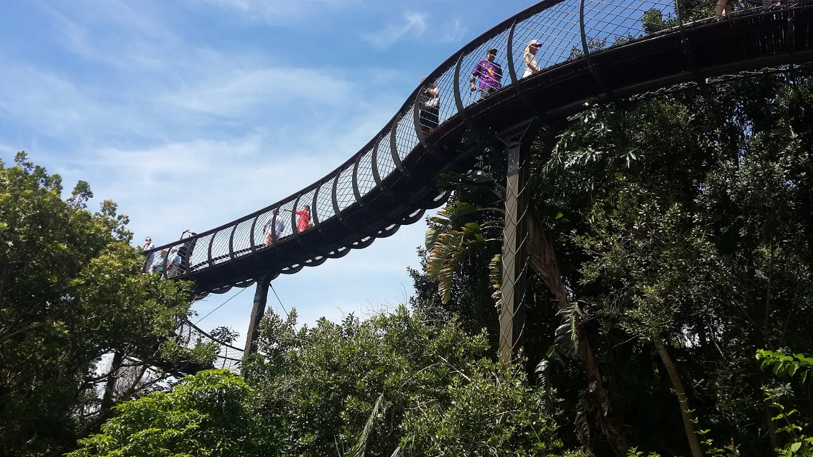 A curving steel walkway winding through tree canopy at Kirstenbosch, Cape Town, South Africa