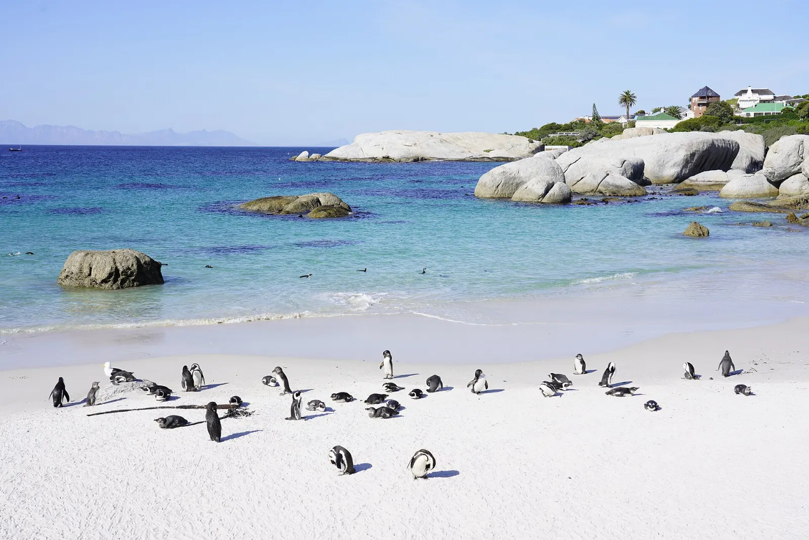 African penguins standing on sand between granite boulders at Boulders Beach, Cape Town, South Africa
