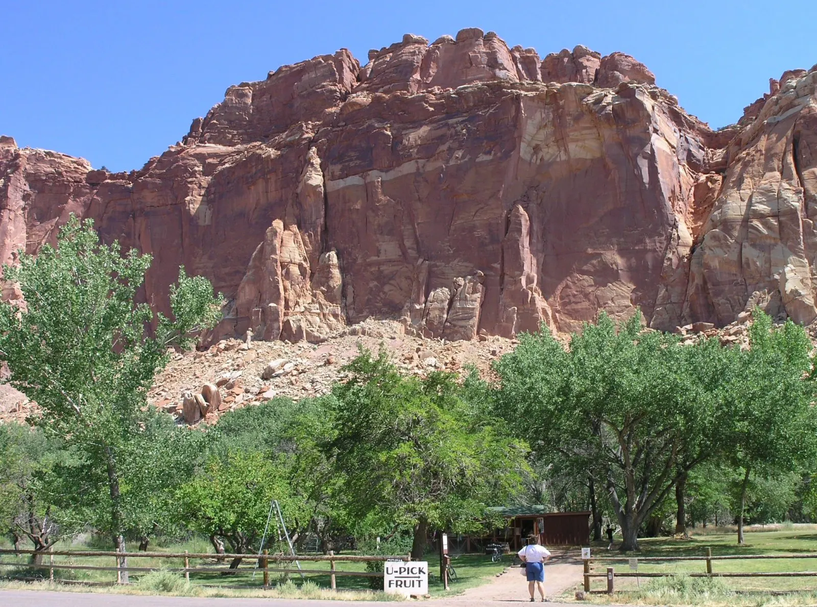Blossoming fruit trees in the Fruita orchards beneath red sandstone cliffs, Capitol Reef National Park, Utah