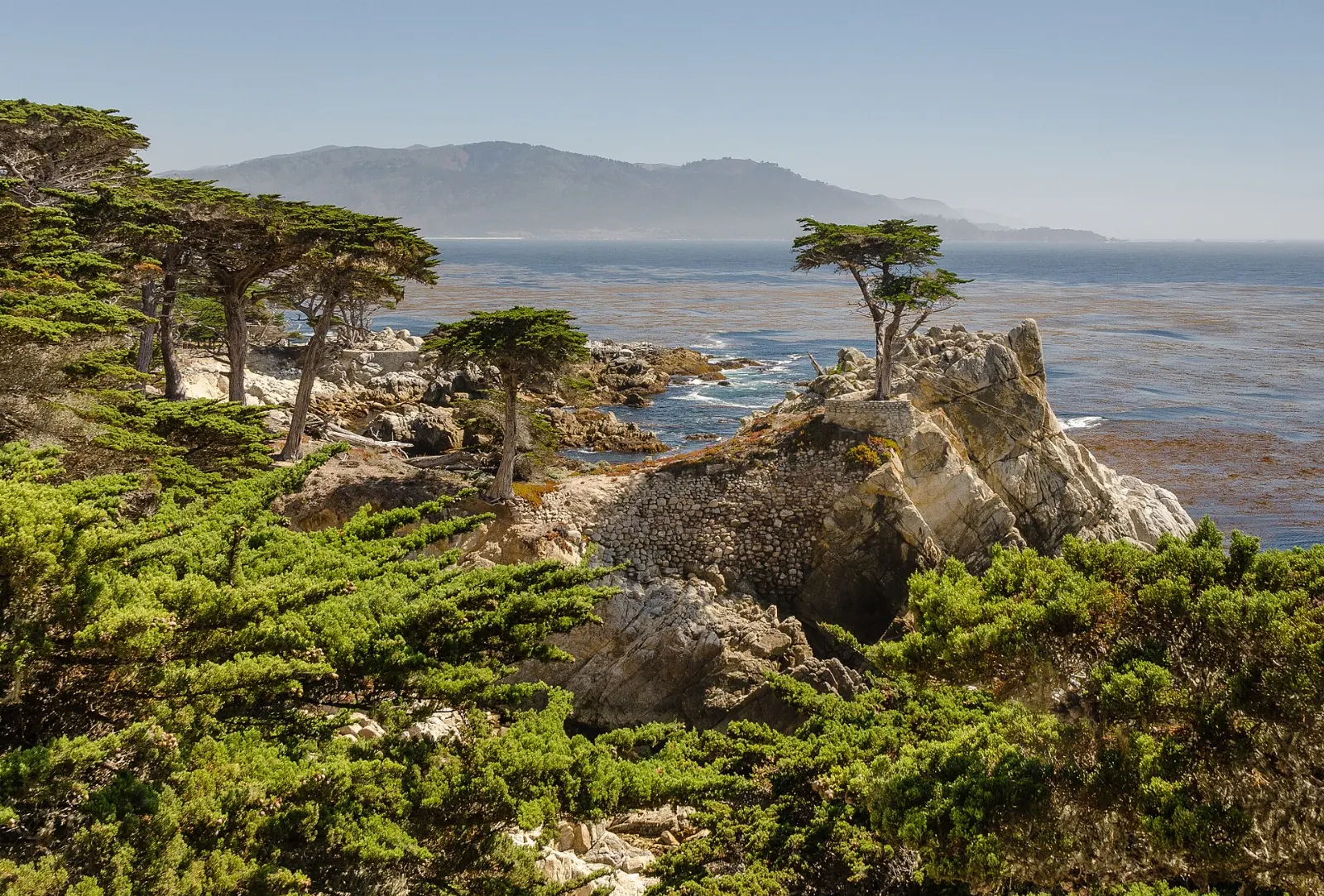 The Lone Cypress growing on a granite outcrop above the Pacific, Carmel-by-the-Sea, California