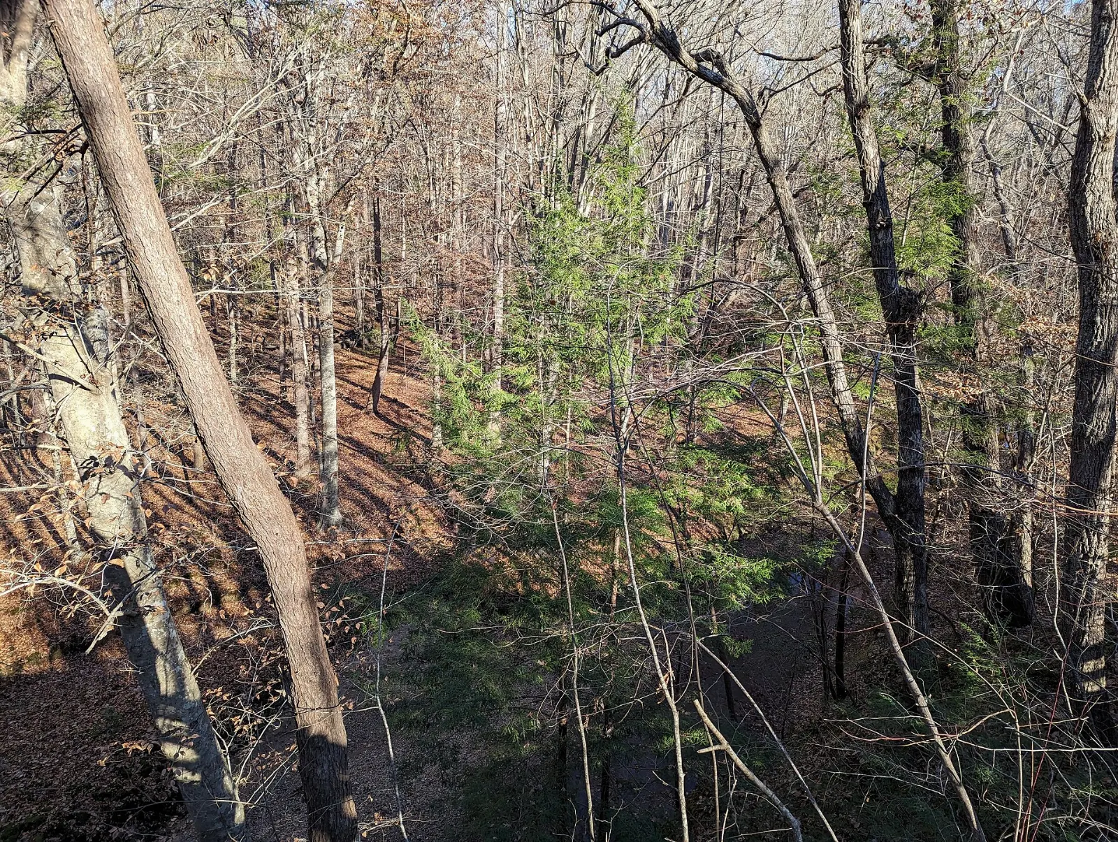 Hemlock Bluffs Nature Preserve, Cary, North Carolina, United States