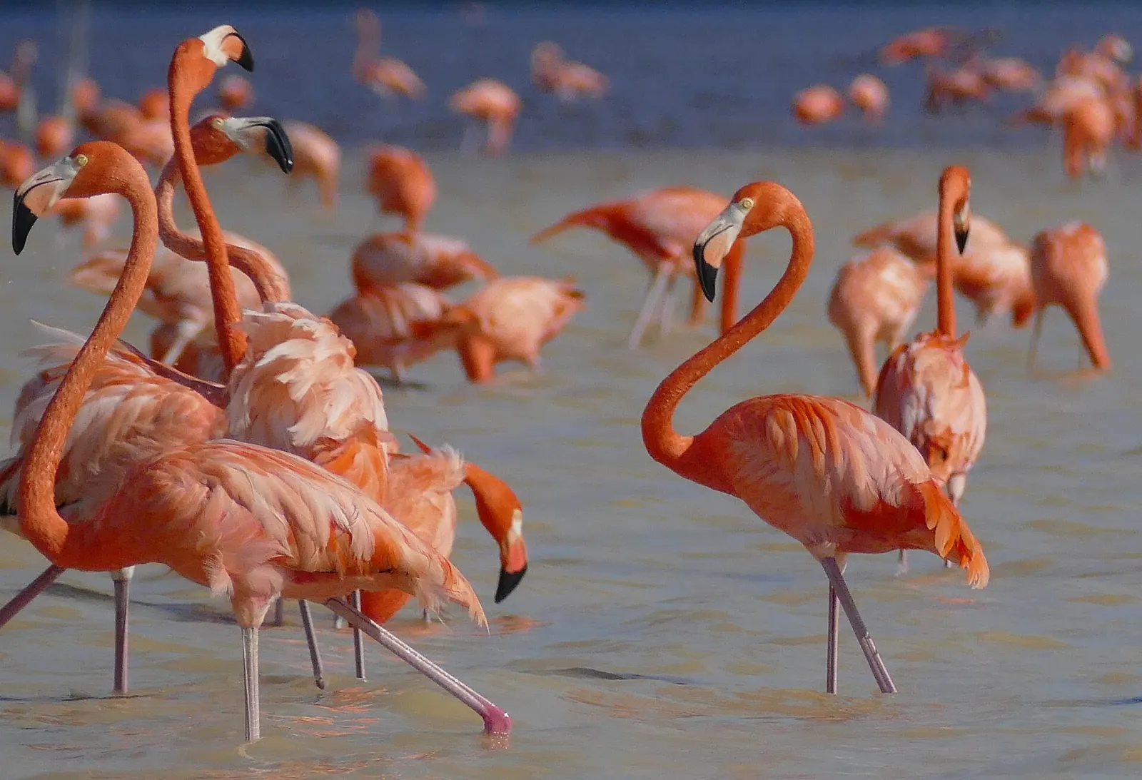 Celestún Mexico Pink Flamingos and Mangrove Canoe Routes