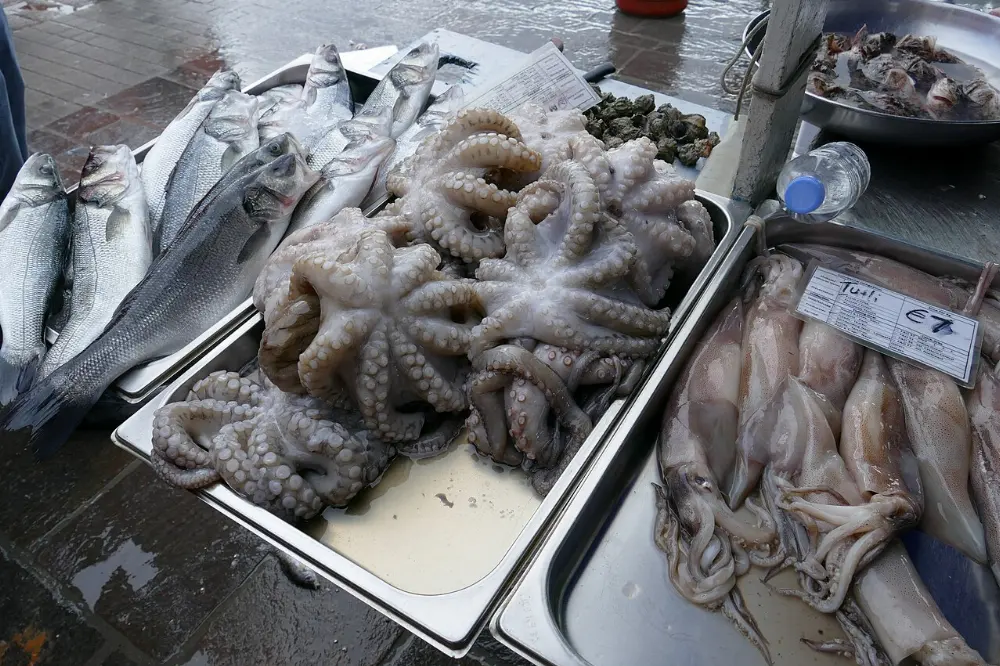 Octopus in Celestún, Yucatán