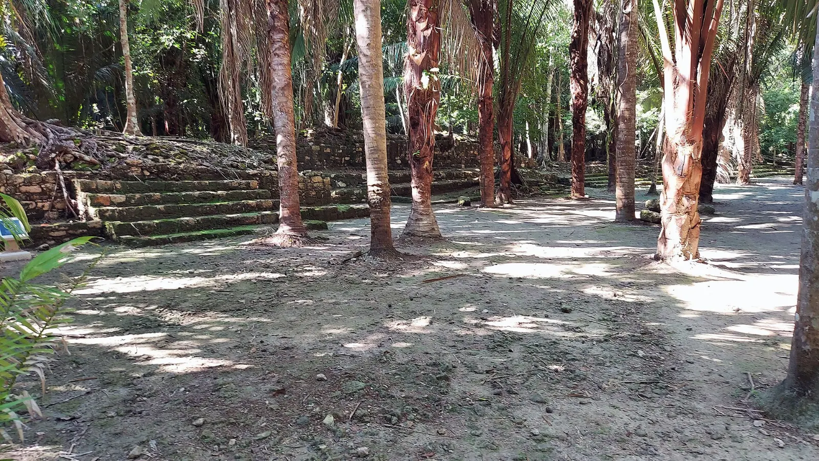 Jungle covered mound at Chacchoben hiding unexcavated structures, Quintana Roo