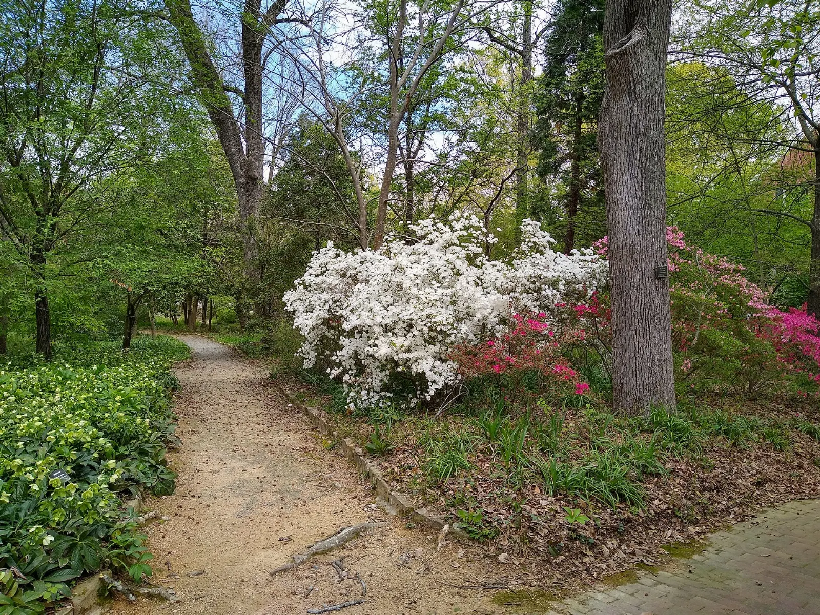 Coker Arboretum on the UNC campus, Chapel Hill