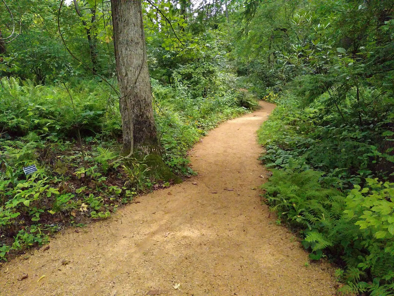 Native plants at the North Carolina Botanical Garden, Chapel Hill