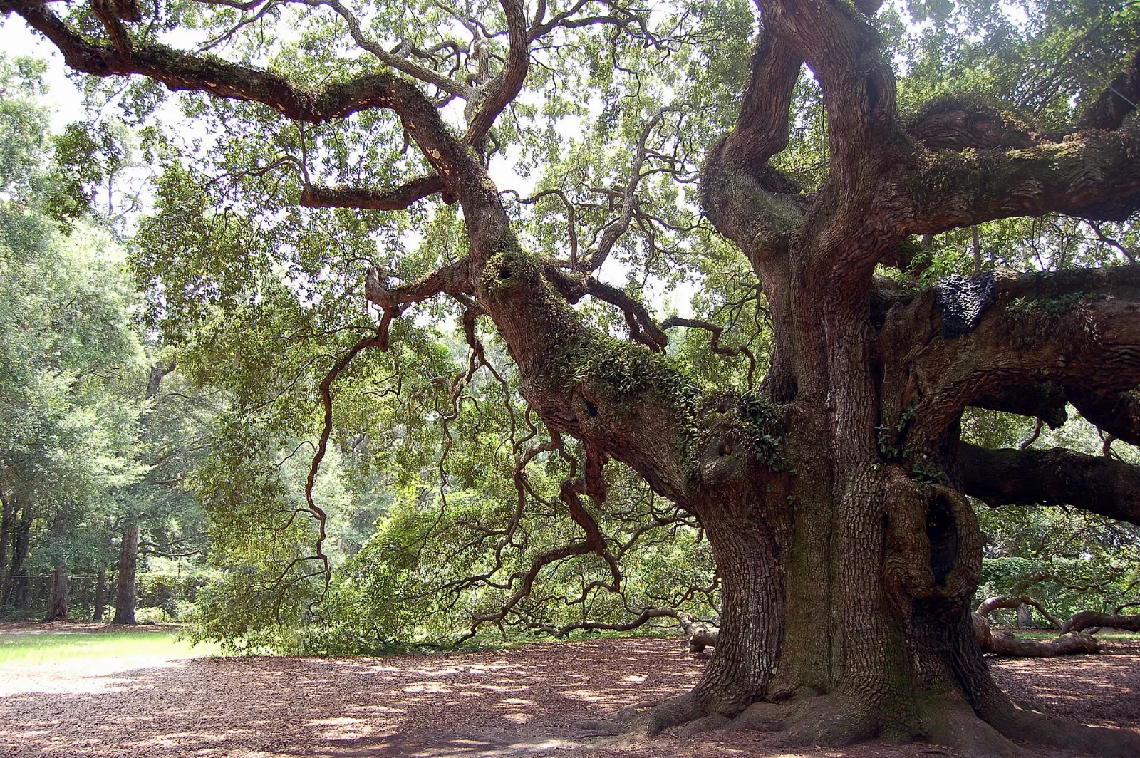 Massive live oak tree with long sprawling limbs touching the ground, Charleston, South Carolina