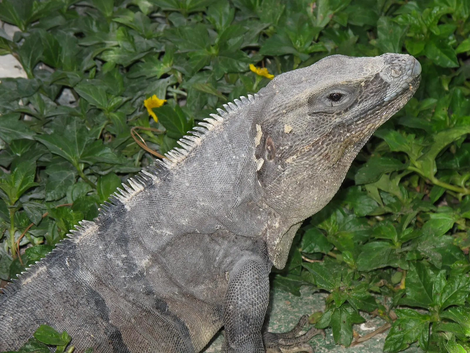 Chetumal, Quintana Roo, Mexico